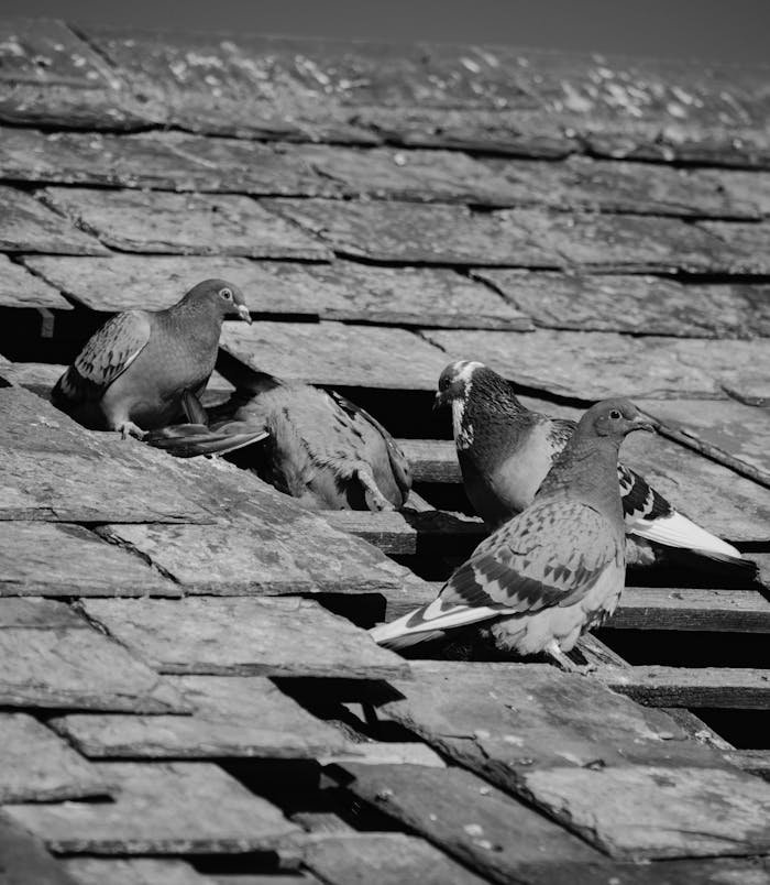 A monochrome image of pigeons perched on a textured roof with visible details.